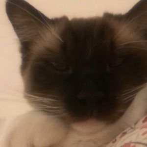 Meet your Posher, Rafi